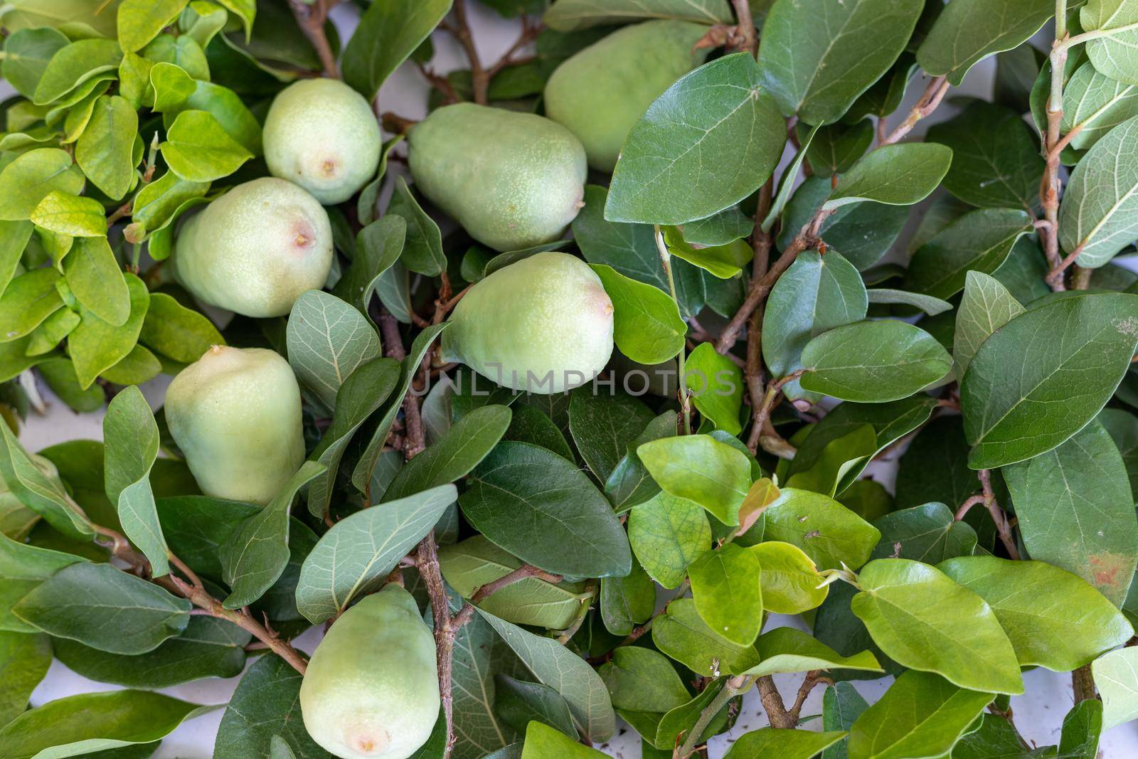 Ornamental vine ficus pumila produce a lot of figs