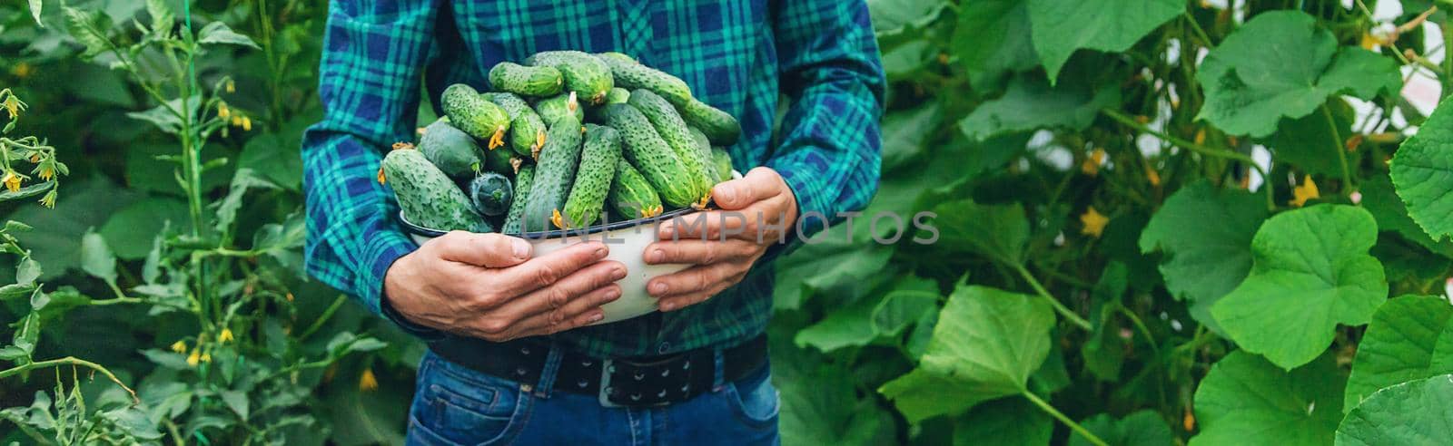 A man farmer holds a harvest of cucumbers in his hands. Selective focus. Food.