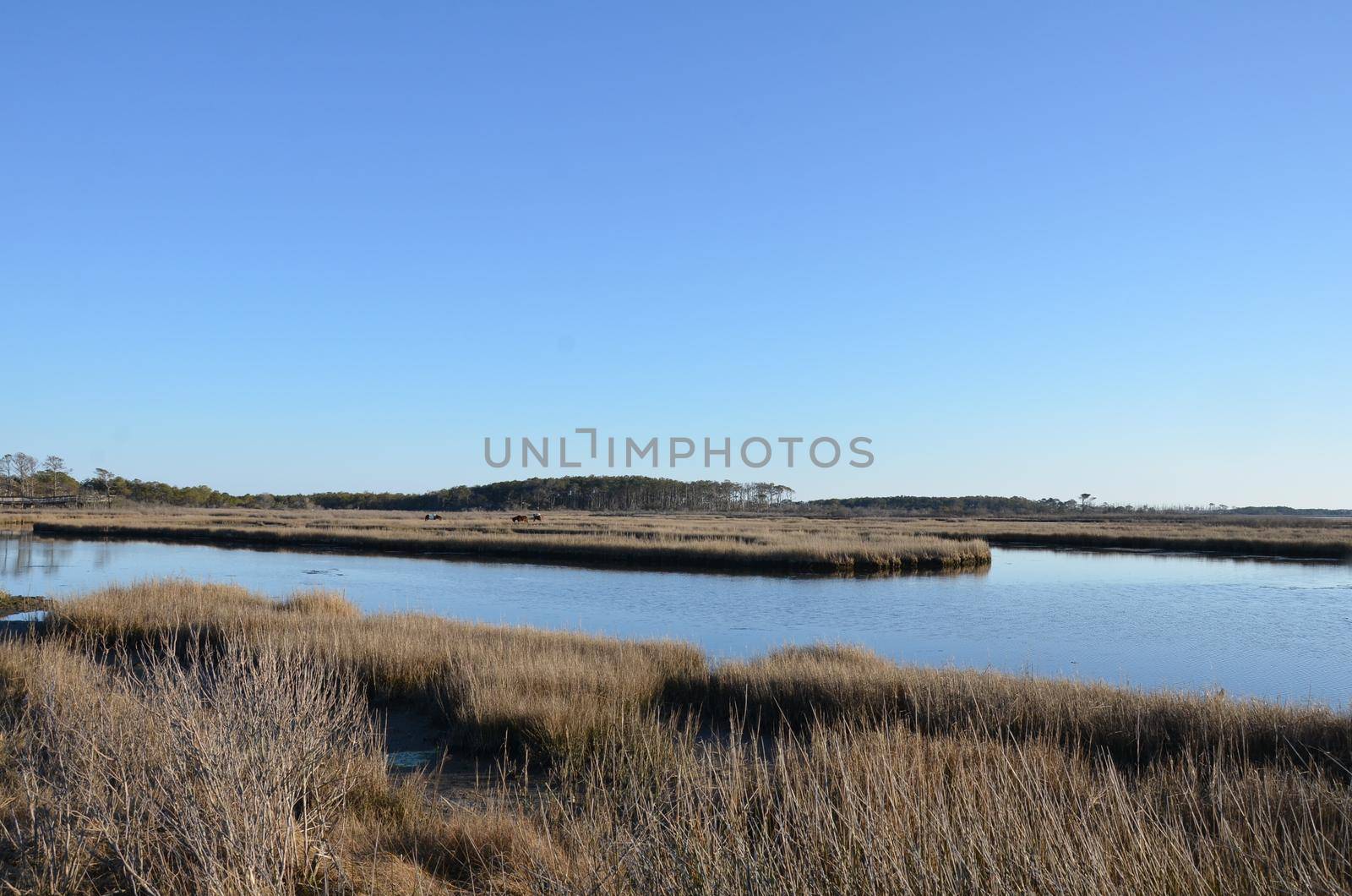a lake or river with brown grasses and shore and horses by stockphotofan1
