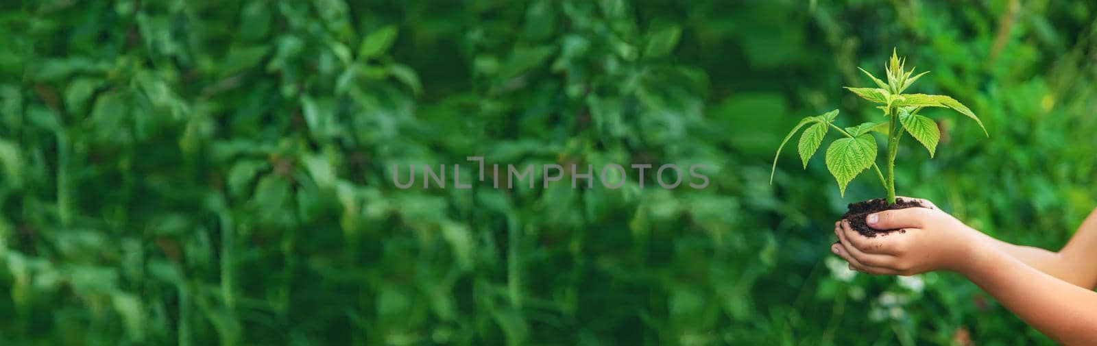 The child holds a plant sprout in his hands. Selective focus. by yanadjana