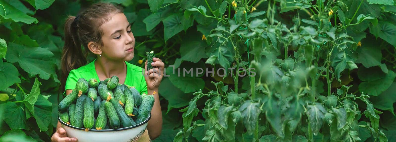 The child holds the harvest of cucumbers in his hands. Selective focus. by yanadjana