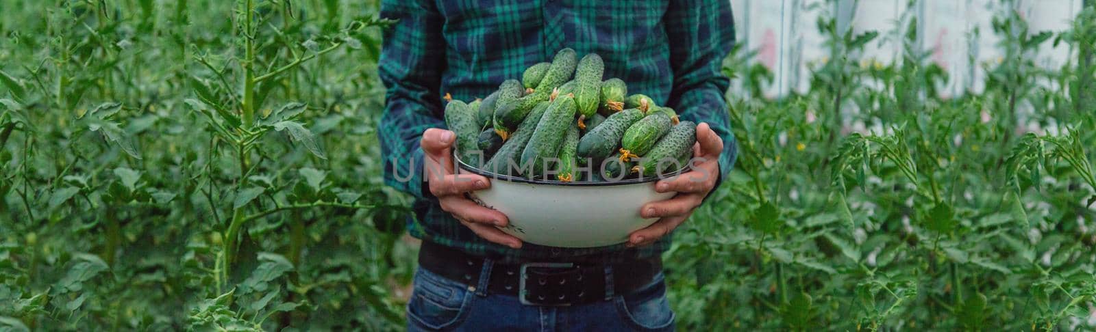 A man farmer holds a harvest of cucumbers in his hands. Selective focus. Food.