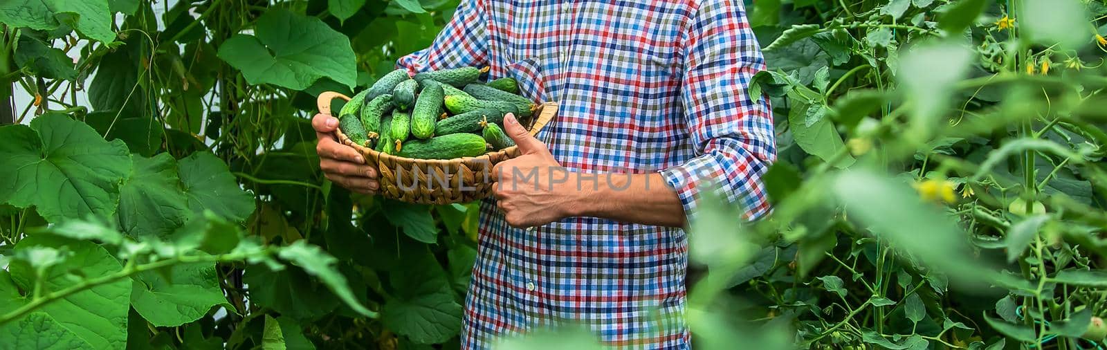 A man holds a harvest of cucumbers in his hands. Selective focus. by yanadjana