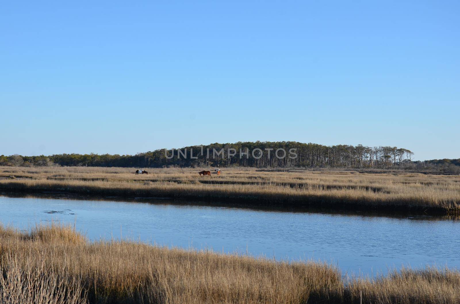 a lake or river with brown grasses and shore and horses by stockphotofan1