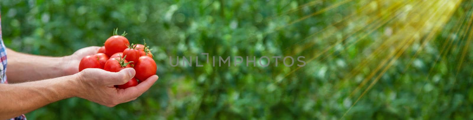 A male farmer harvests tomatoes in the garden. Selective focus. Nature.