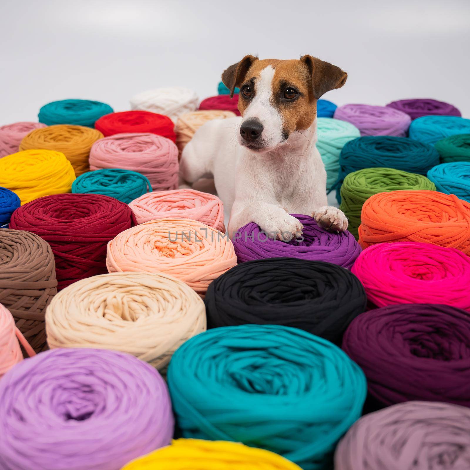 Close-up of Jack Russell Terrier dog among multi-colored cotton skeins. by mrwed54