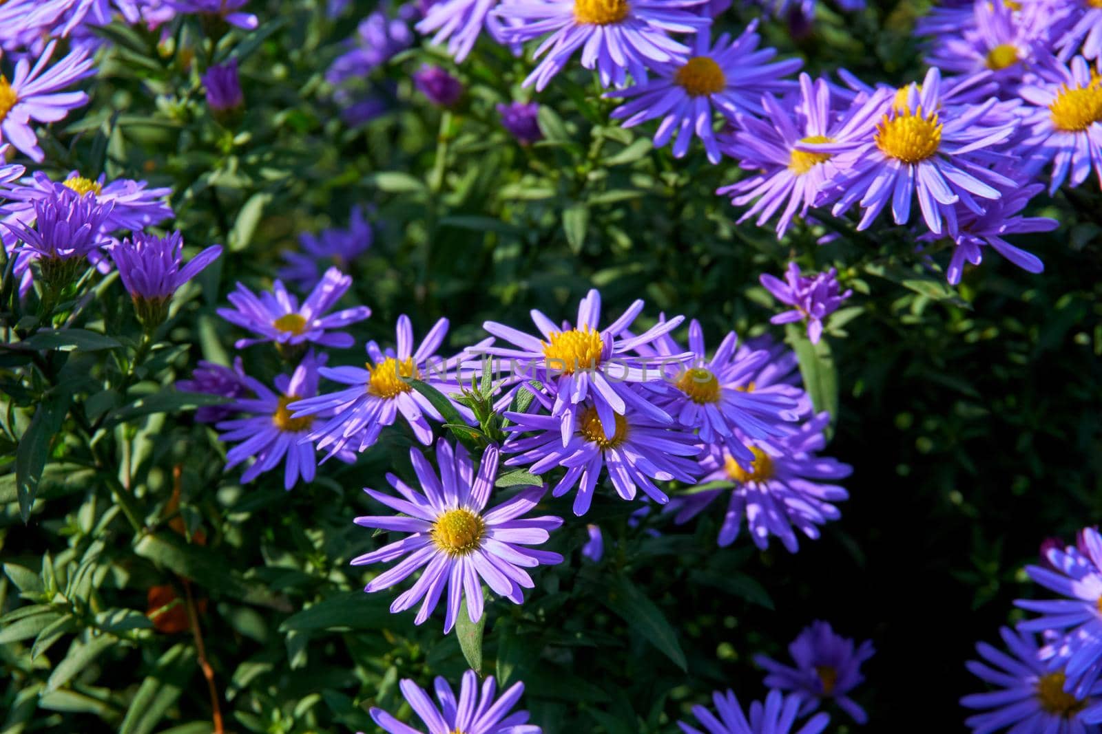 Tender bush of autumn purple lilac blue asters october sky by jovani68