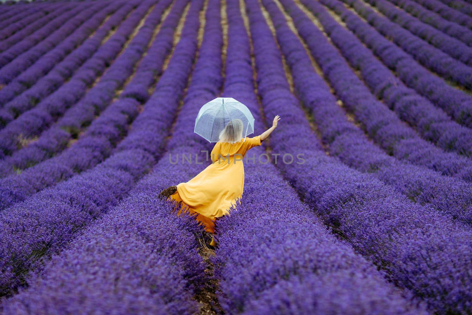 A middle-aged woman in a lavender field walks under an umbrella on a rainy day and enjoys aromatherapy. Aromatherapy concept, lavender oil, photo session in lavender.