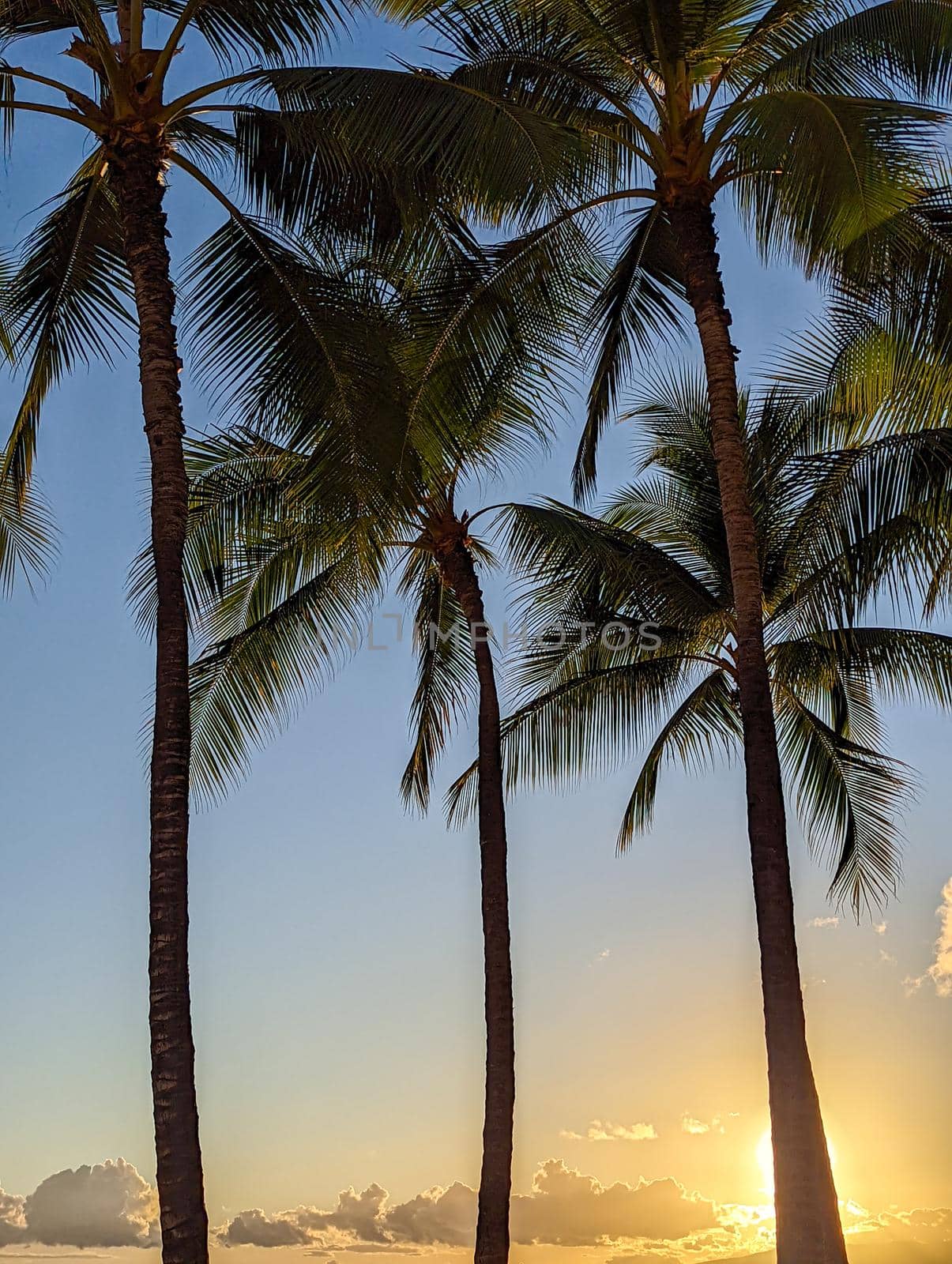 palm trees as seen around hawaii islands