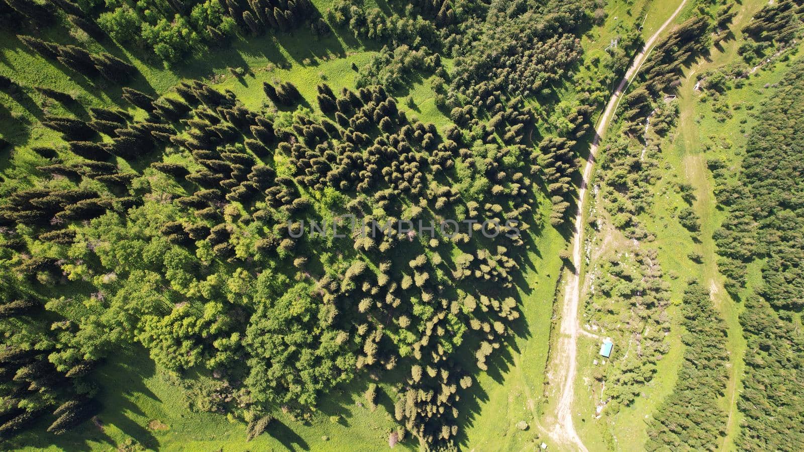 Top view of coniferous trees and fields. by Passcal