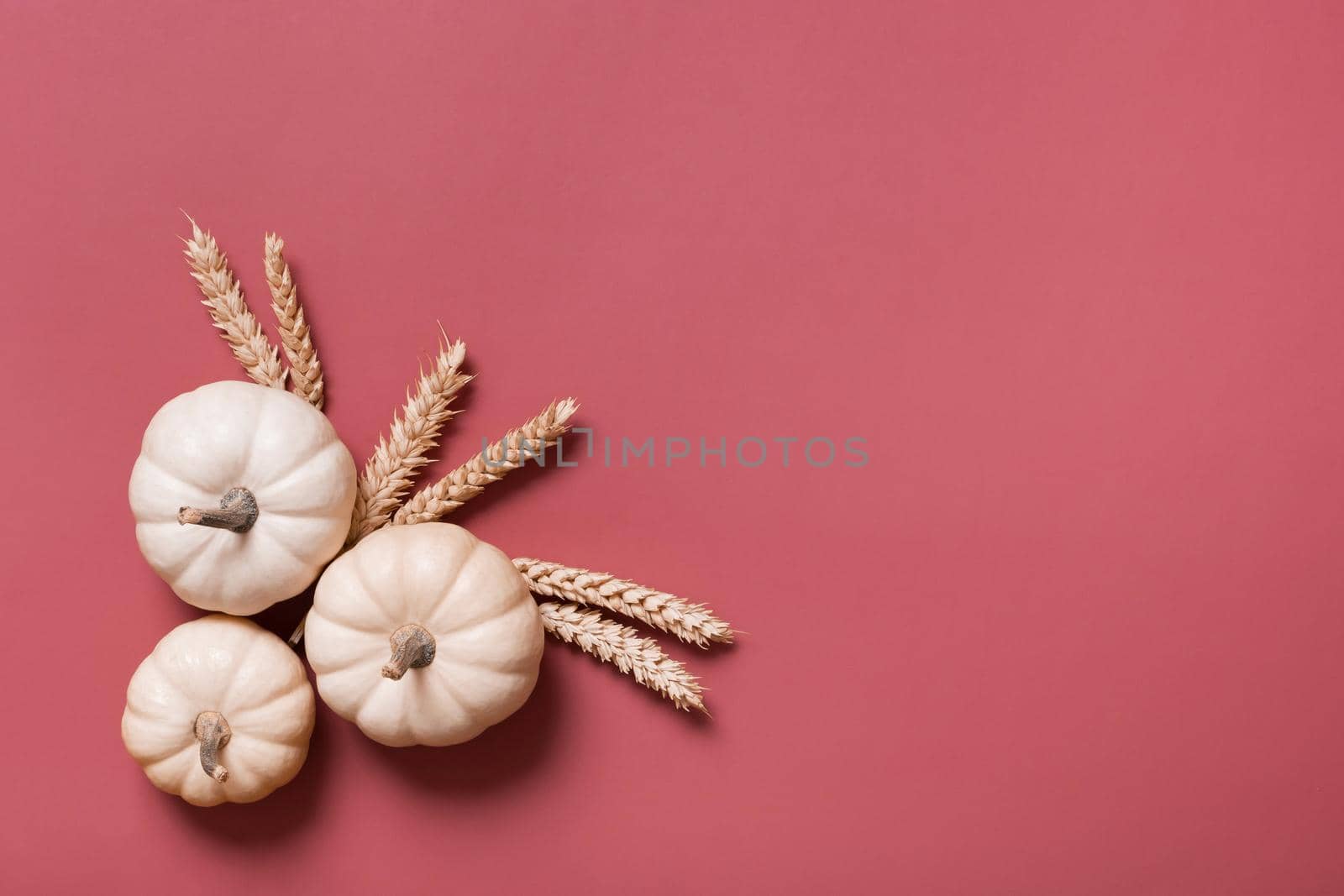 Group of decorative pumpkins and wheat top view on pink background. Autumn flat lay by ssvimaliss