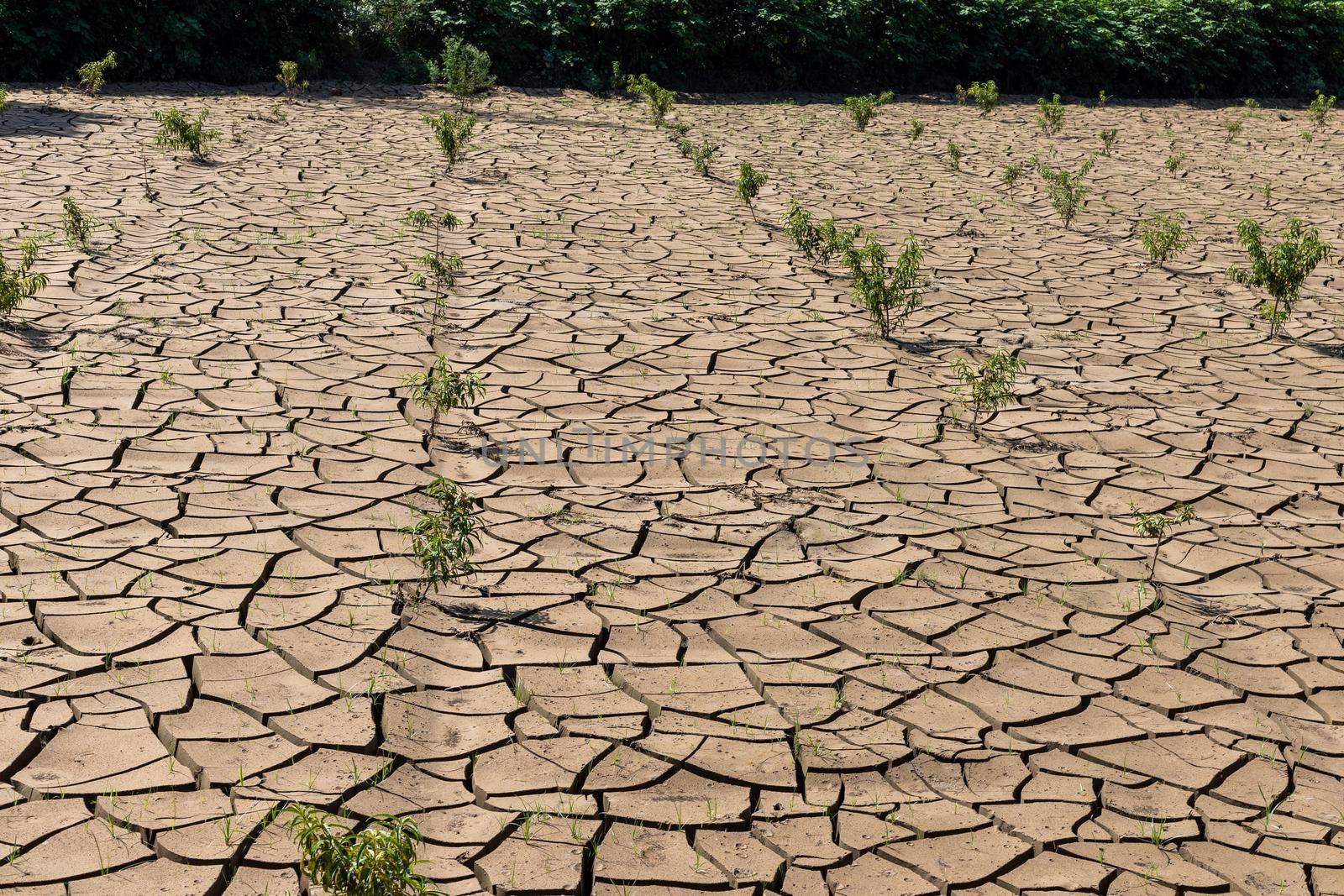 Cracked soil after flood submerge the entire orchard by Bilalphotos