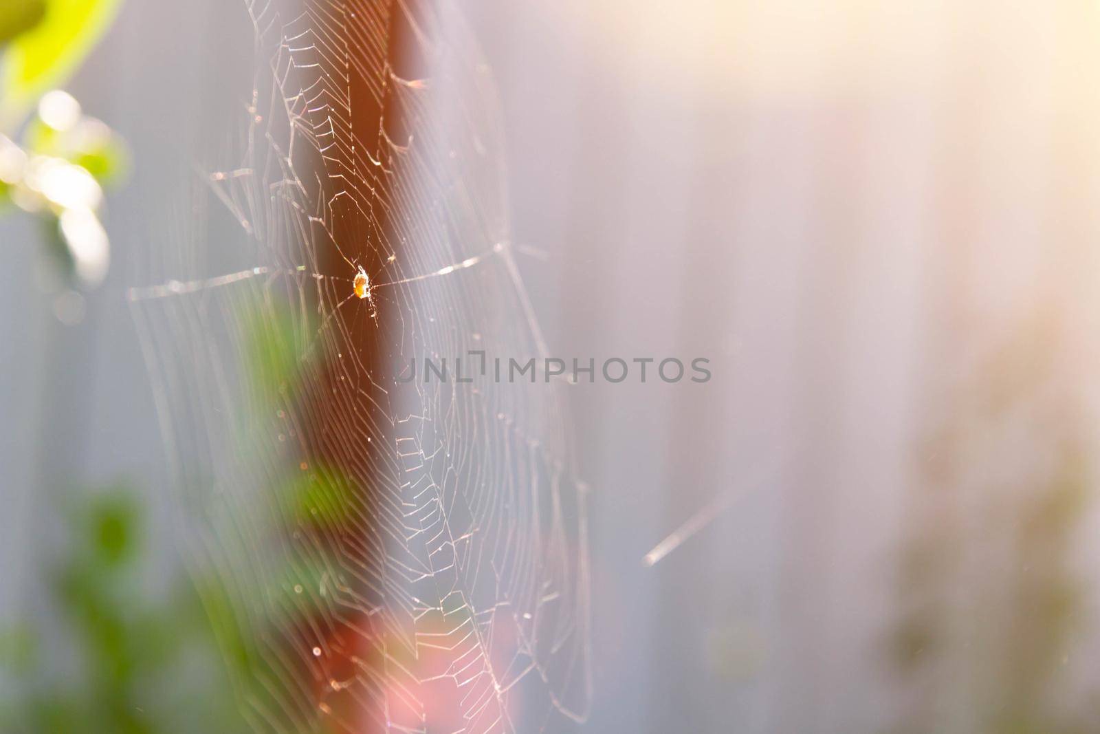 Cobwebs in glare of sun. Small spider weaves web. Insects at dawn. Dangerous spiders on hunt.