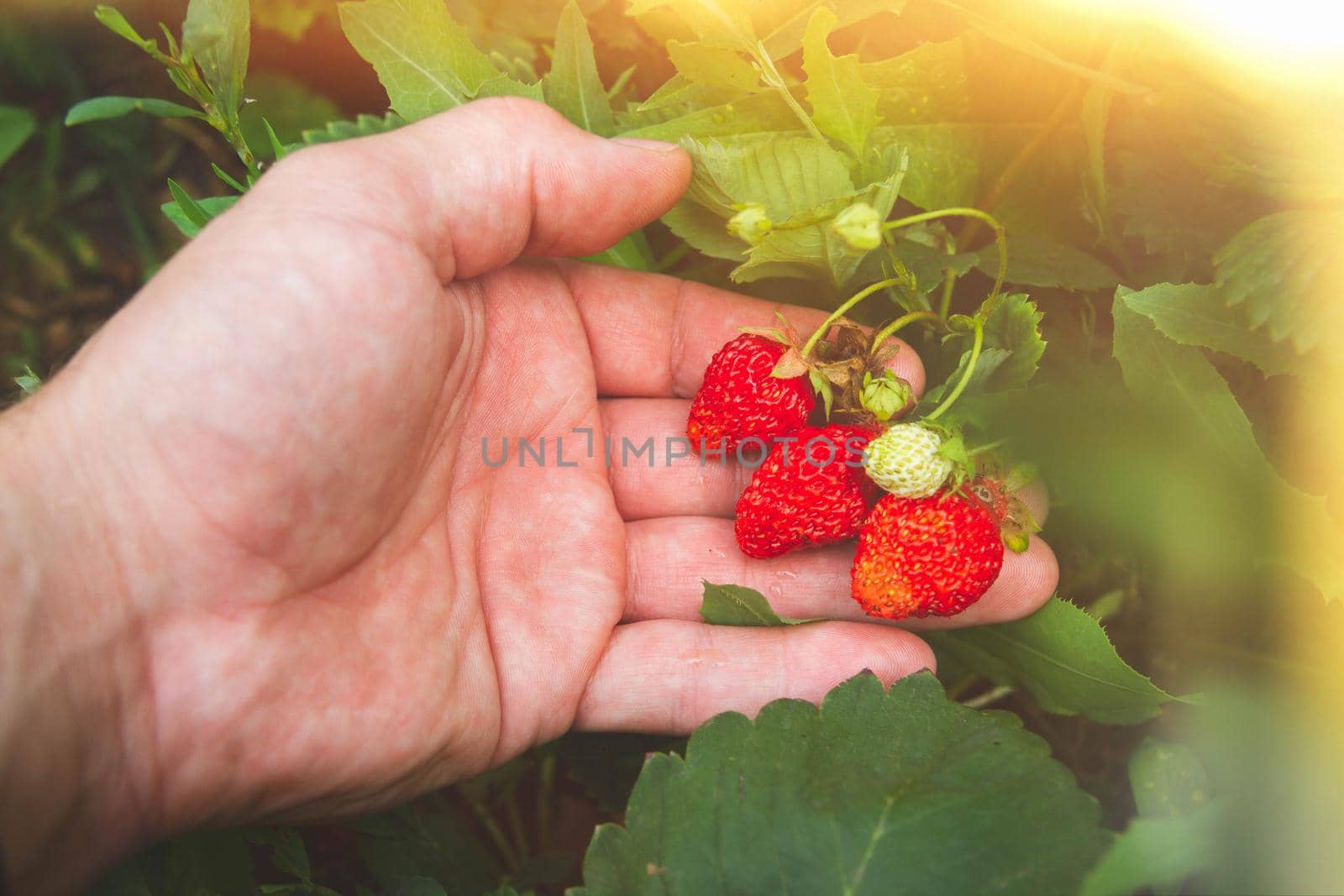 Strawberry picking. Red strawberries in hand. Ripe berries in summer sun. Fresh red berries on branch.