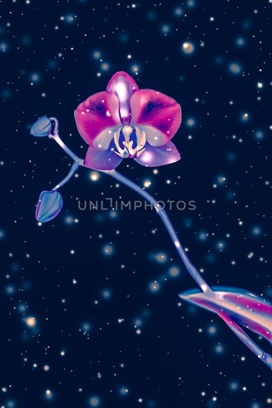 Blooming flowers, botanical design and nature beauty concept - Orchid flower in bloom, abstract floral art background