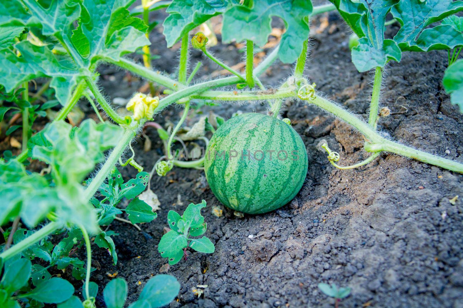 Small watermelon on a branch. Watermelon in a field on the ground. Cultivation of gourds. Garden and watermelon green.