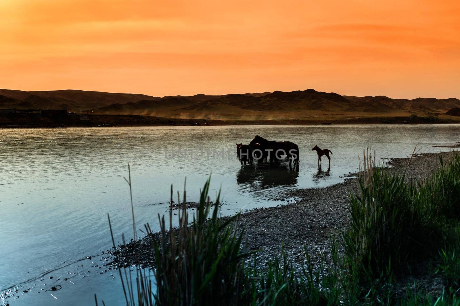 Herd of horses drinks water from the river on sunset, foal a little away.