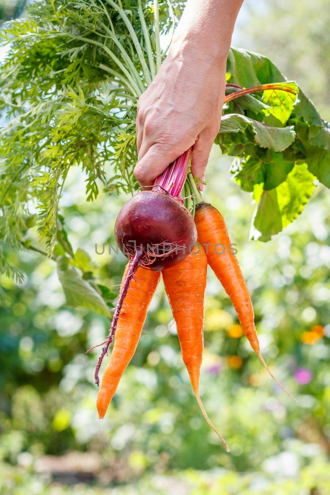 Female gardener's hand with the carrots and beetroot just picked in the garden. Just harvested fresh vegetable.
