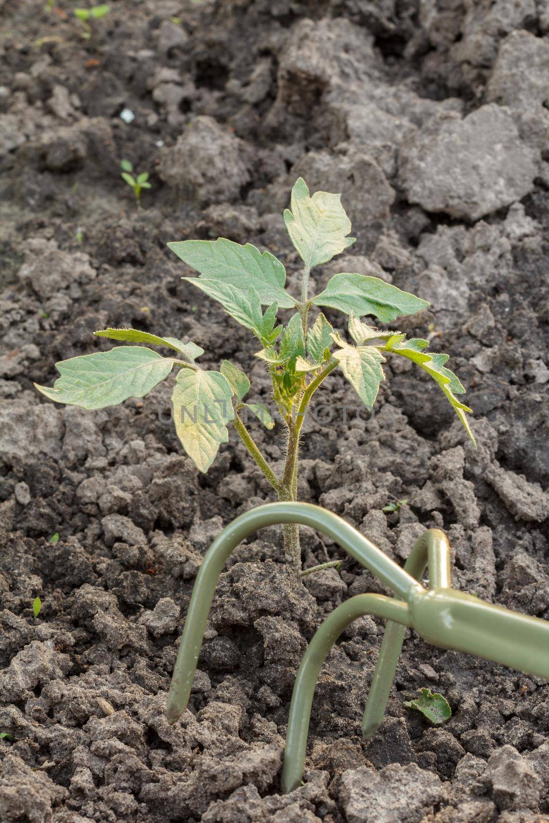 Farmer is loosening soil around the young bell pepper using the small hand rake. Growing vegetables in home condition.