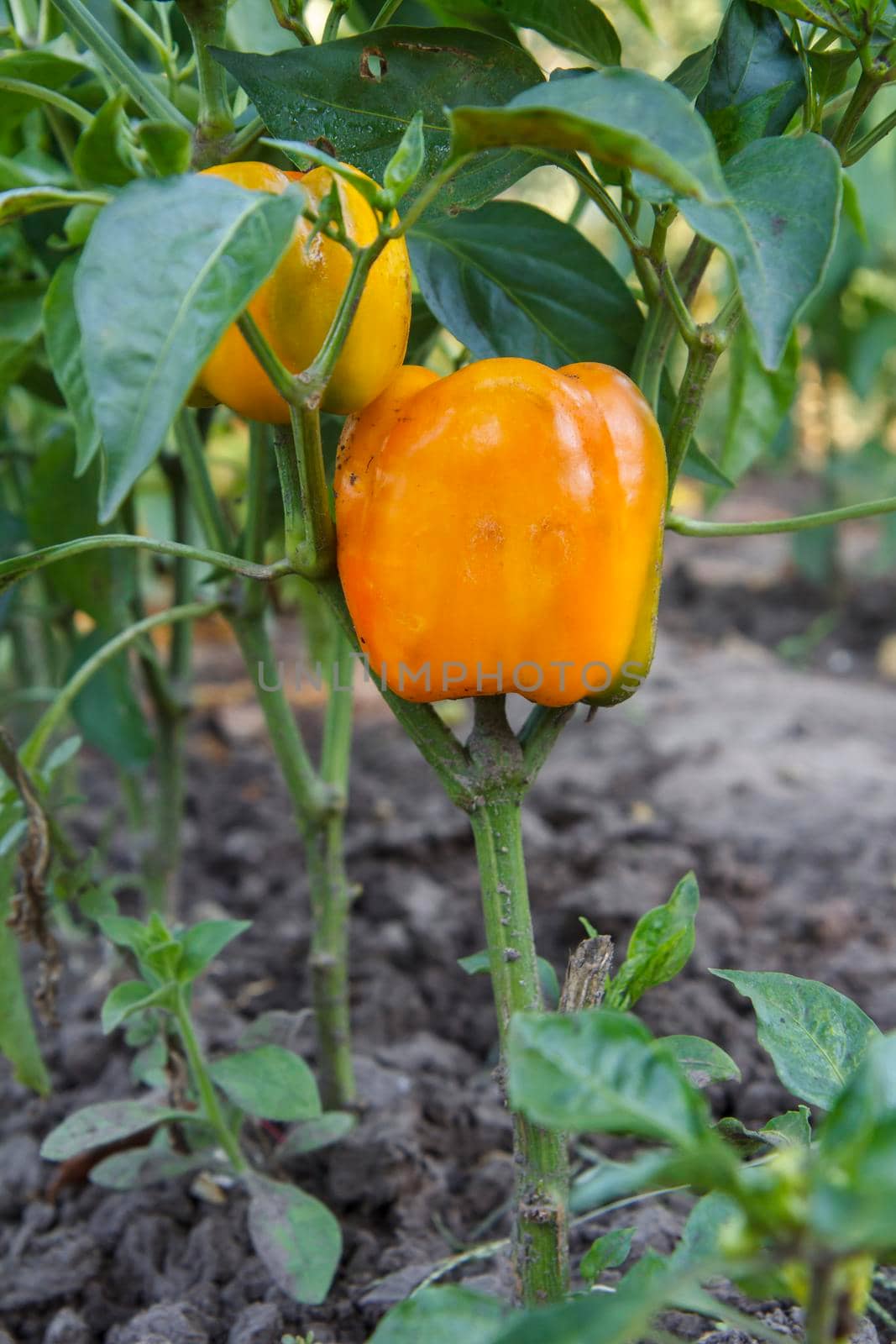 Bell peppers growing on a bush in the garden. Bulgarian or sweet pepper plant. Shallow depth of field
