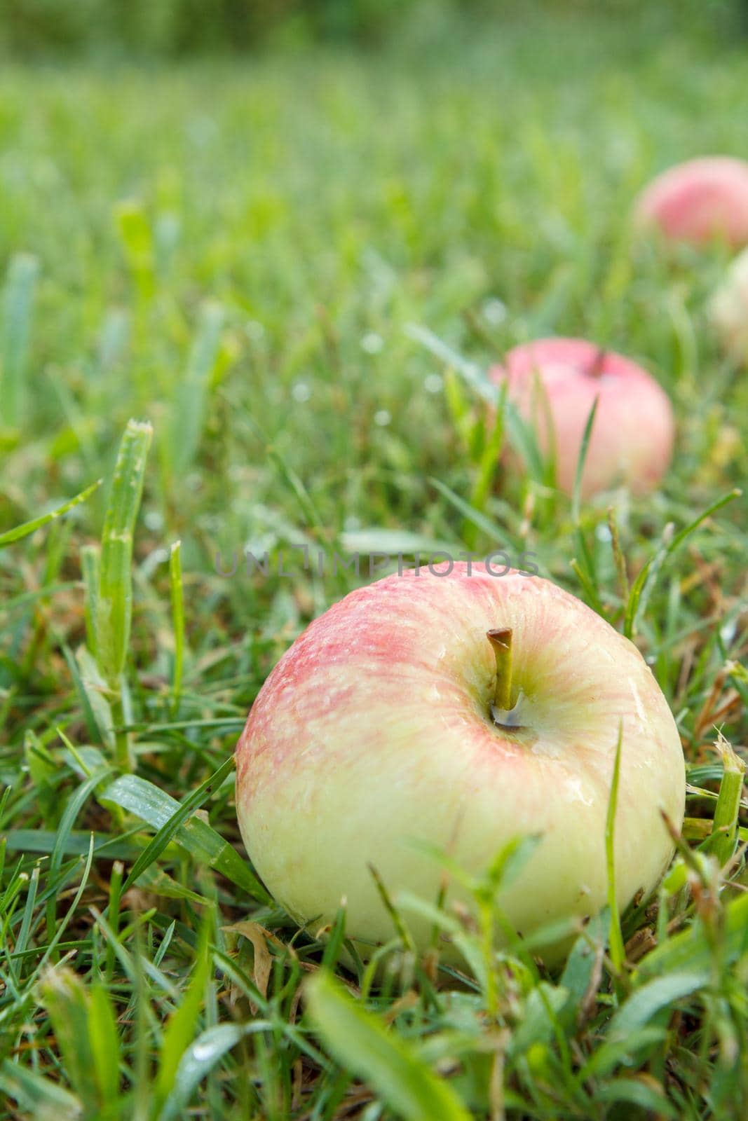 Close-up of red ripe apple on green grass in the garden. Fallen ripe apples in the summer orchard. Shallow depth of field. Focus on the apple.