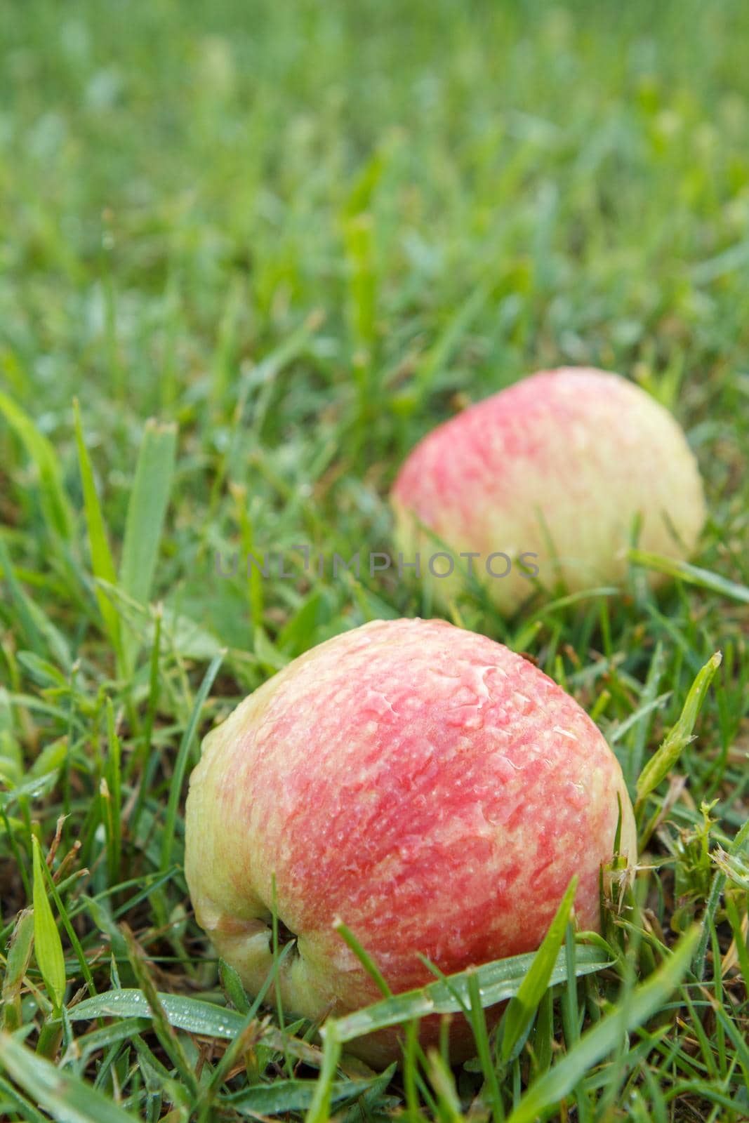 Close-up of red ripe apple on green grass in the garden. Fallen ripe apples in the summer orchard. Shallow depth of field. Focus on the apple.