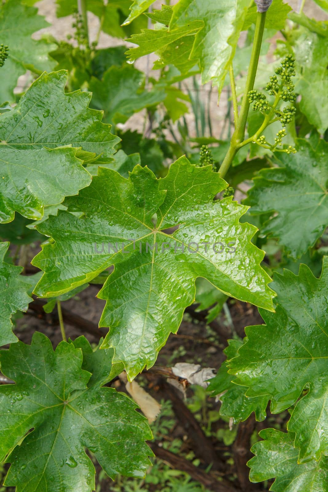 Close-up view of the grape leaves with water drops on the bush in the sunny summer day.