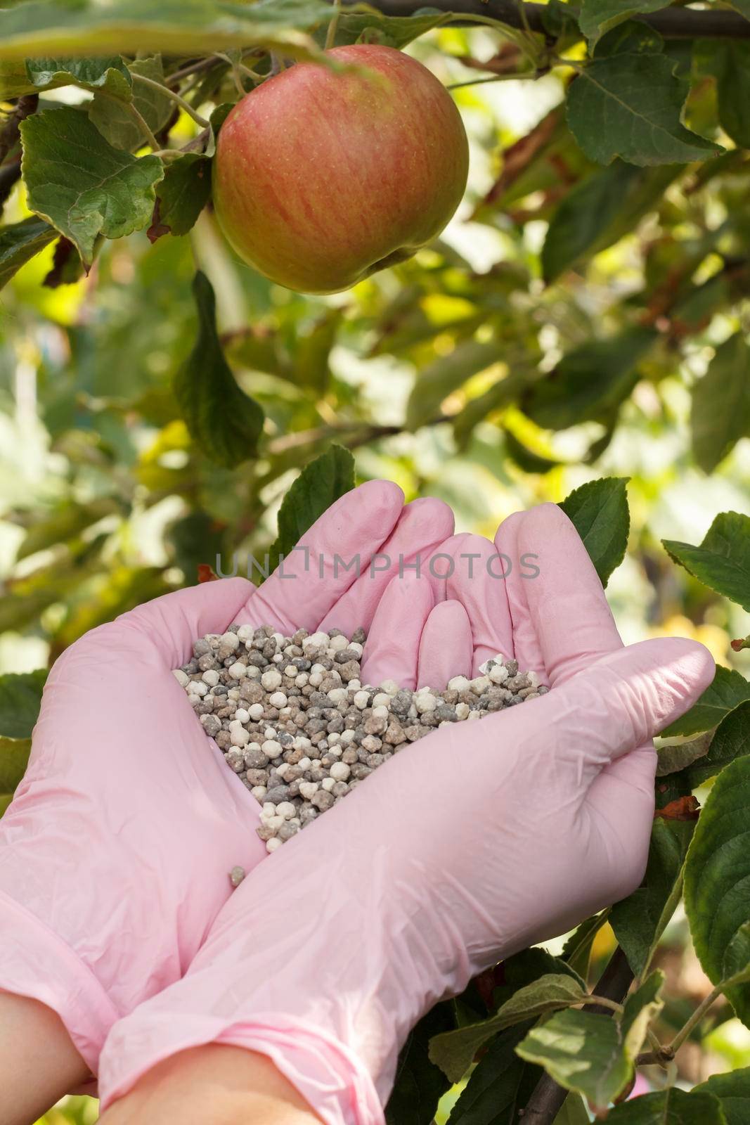 Farmer hands in rubber gloves holds chemical fertilizer to give it to an apple tree in the orchard.