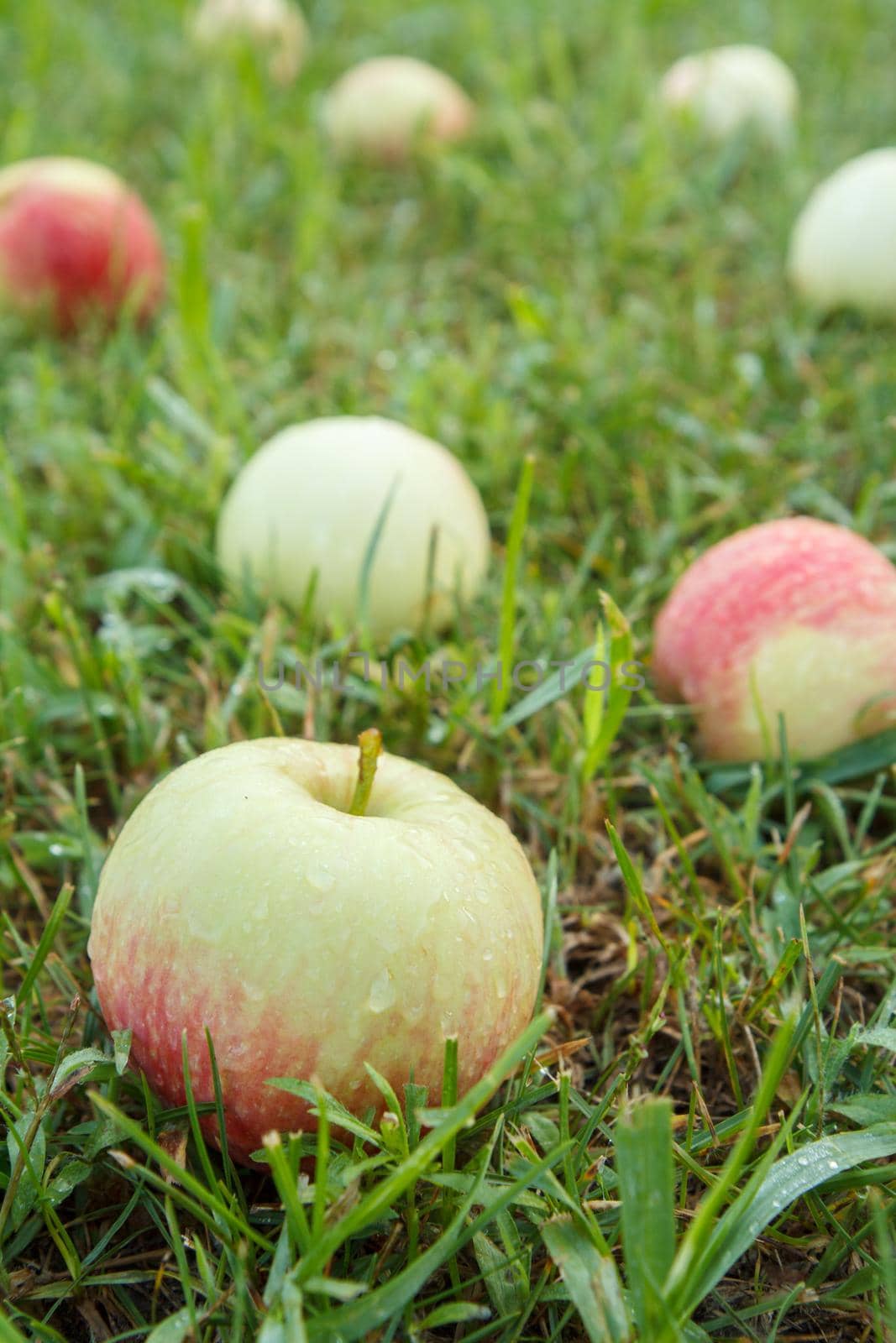 Close-up of red ripe apple on green grass in the garden. Fallen ripe apples in the summer orchard. Shallow depth of field. Focus on the apple.