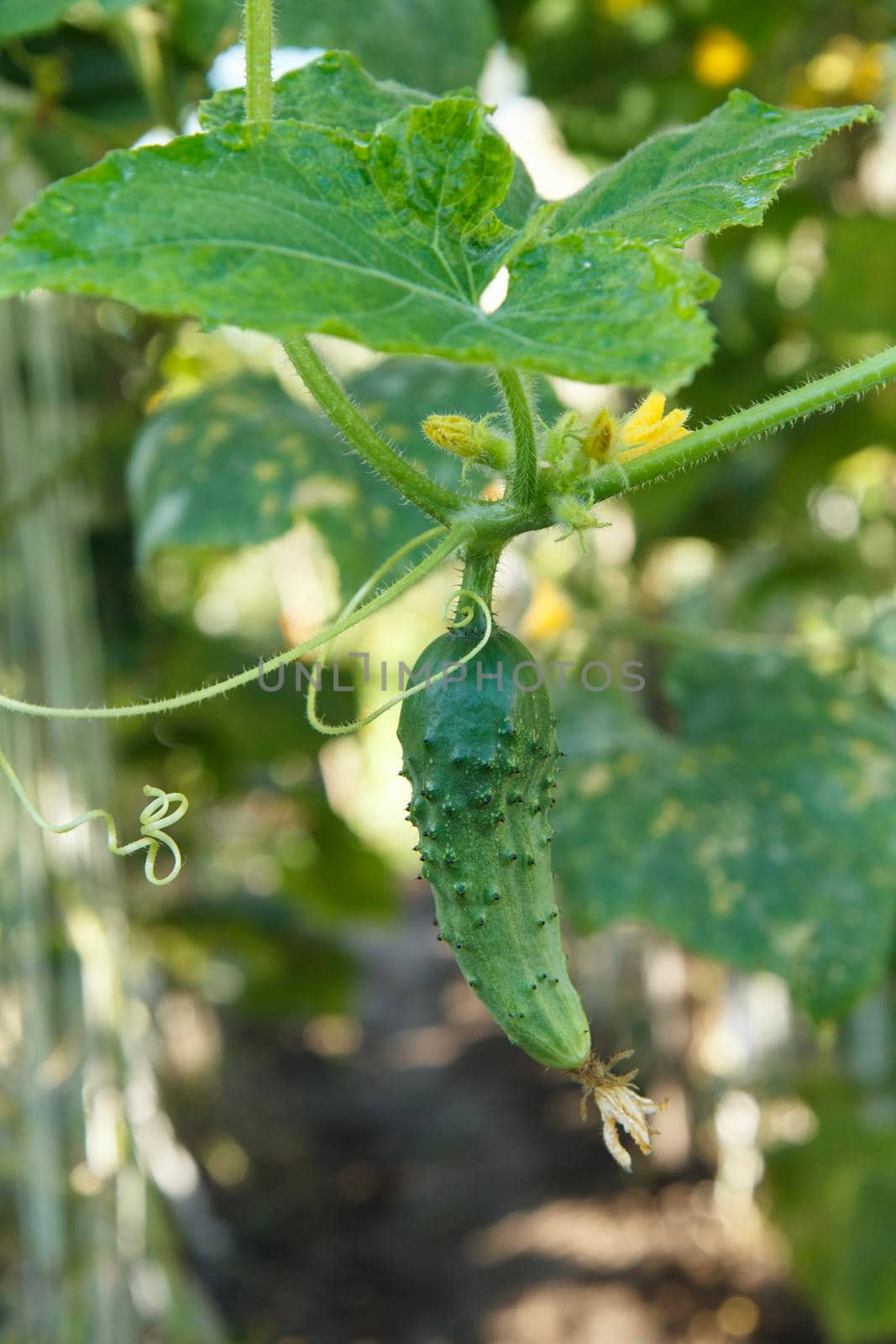 Ripe cucumber on a bush in the greenhouse. Cucumbers growing in the garden.