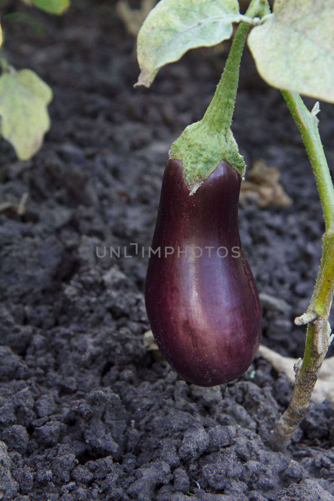 Close-up of the eggplant growing on a bush with a soil on the background.