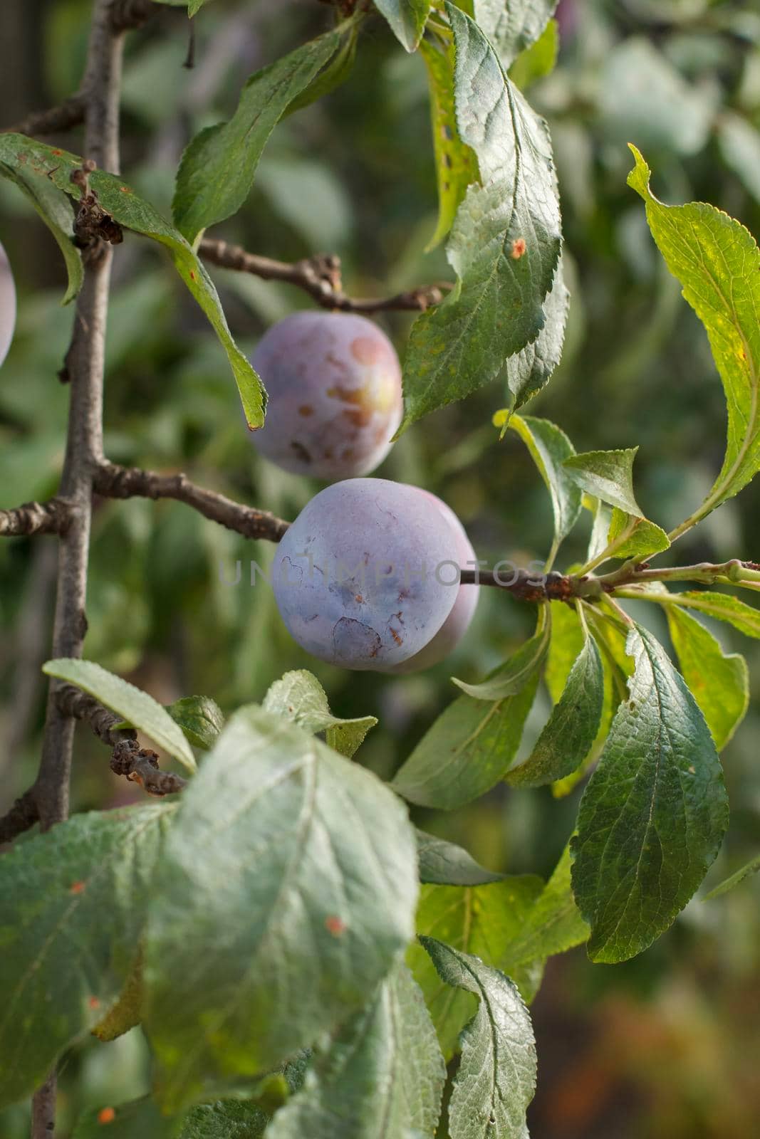 Ripe plum fruits on the tree in summer day.