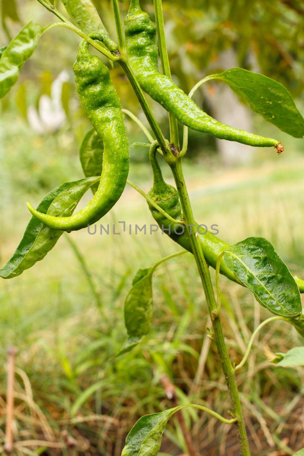 Green ripening chili peppers on a bush with the garden on the background. Homegrown organic food, capsicum or paprika peppers ripening in the garden. Blurred natural background.