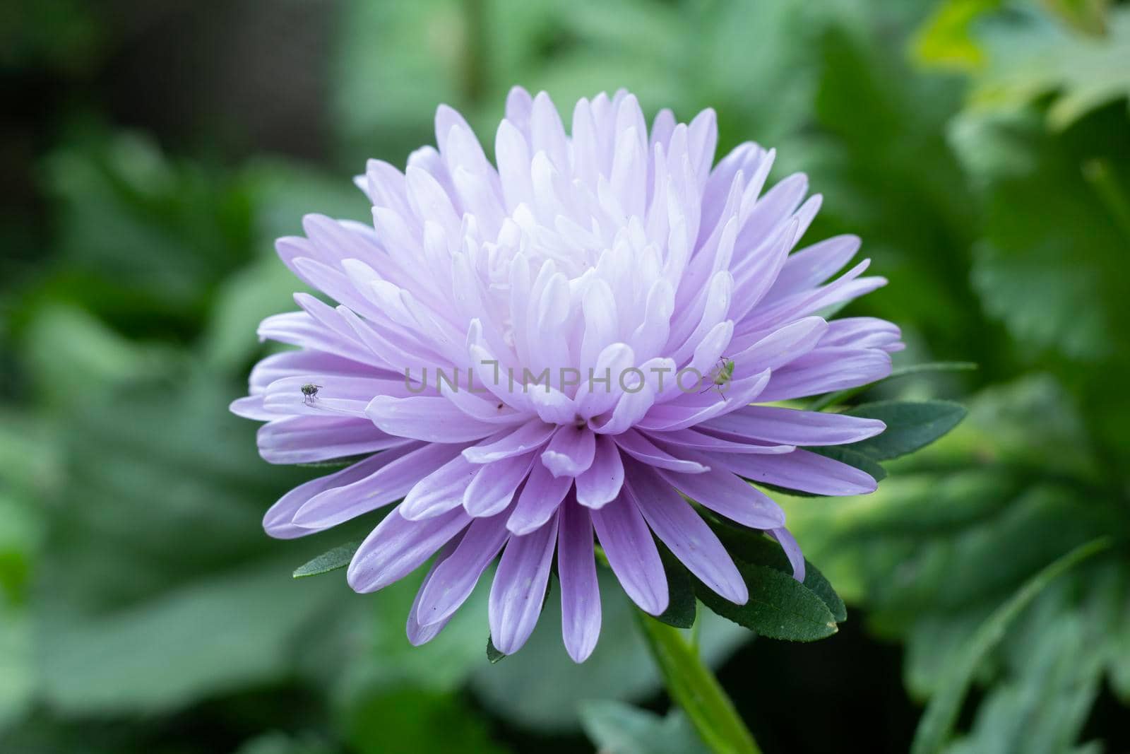 Close-up view of a head of a purple chrysanthemum with bugs in the blurred natural background.