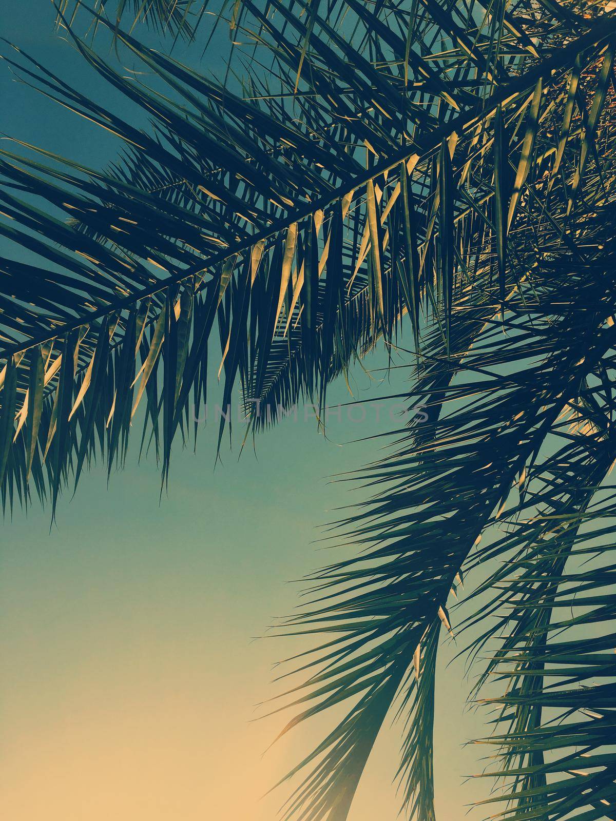 Tropical nature, vintage backdrop and summer vacation concept - Palm tree leaves and the sky, summertime travel background