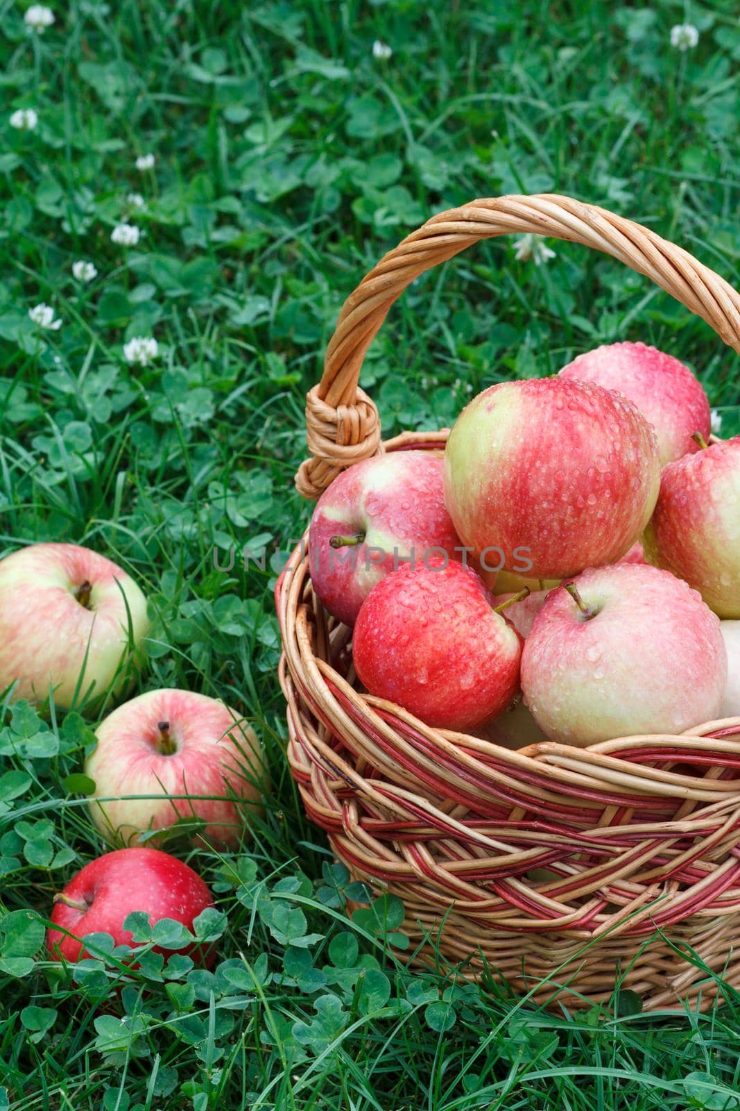 Just picked apples in a wicker basket and on green grass in the garden. Just harvested fruits.