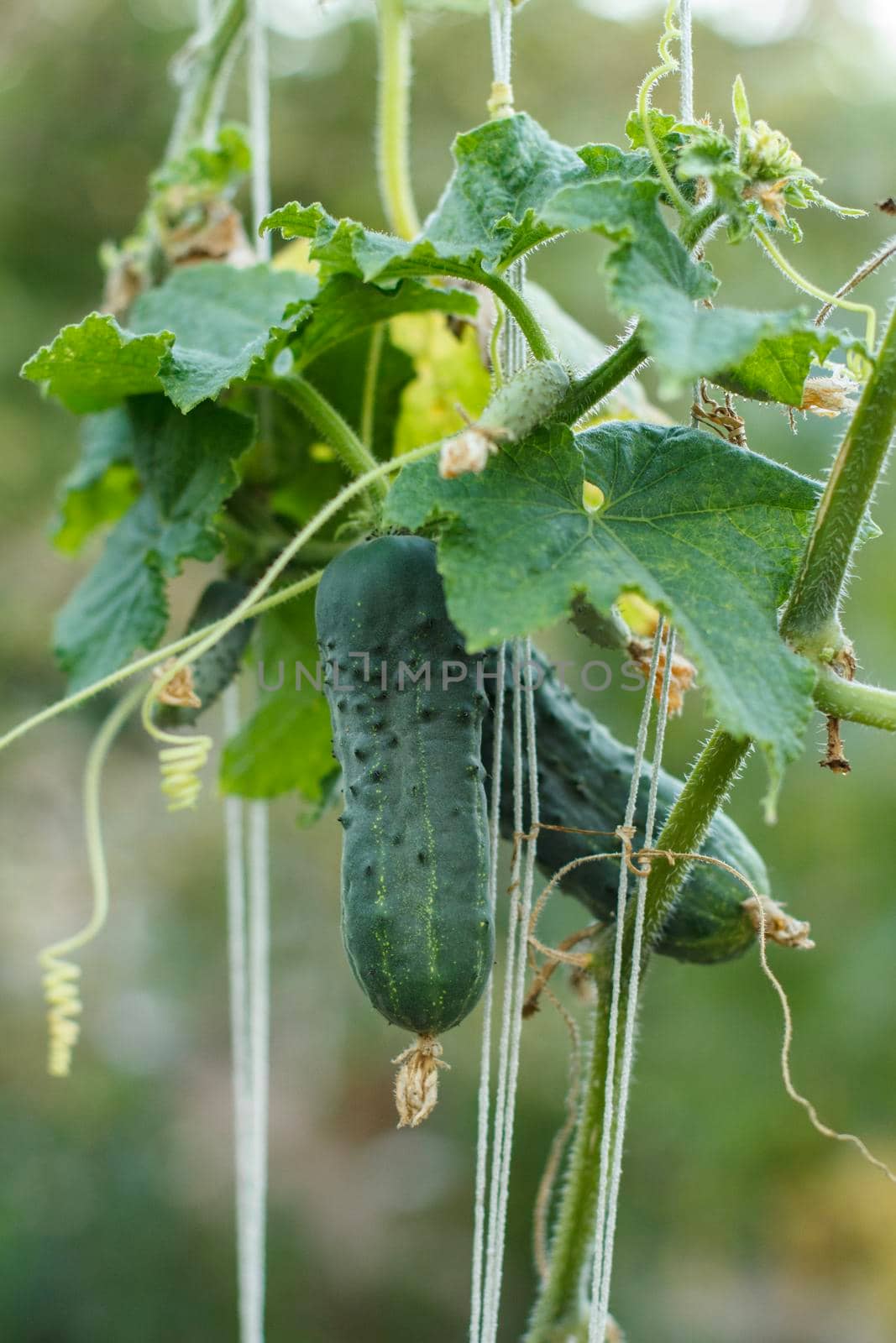 Close-up view of ripe cucumbers on a bush in the greenhouse. Cucumber growing in the garden.