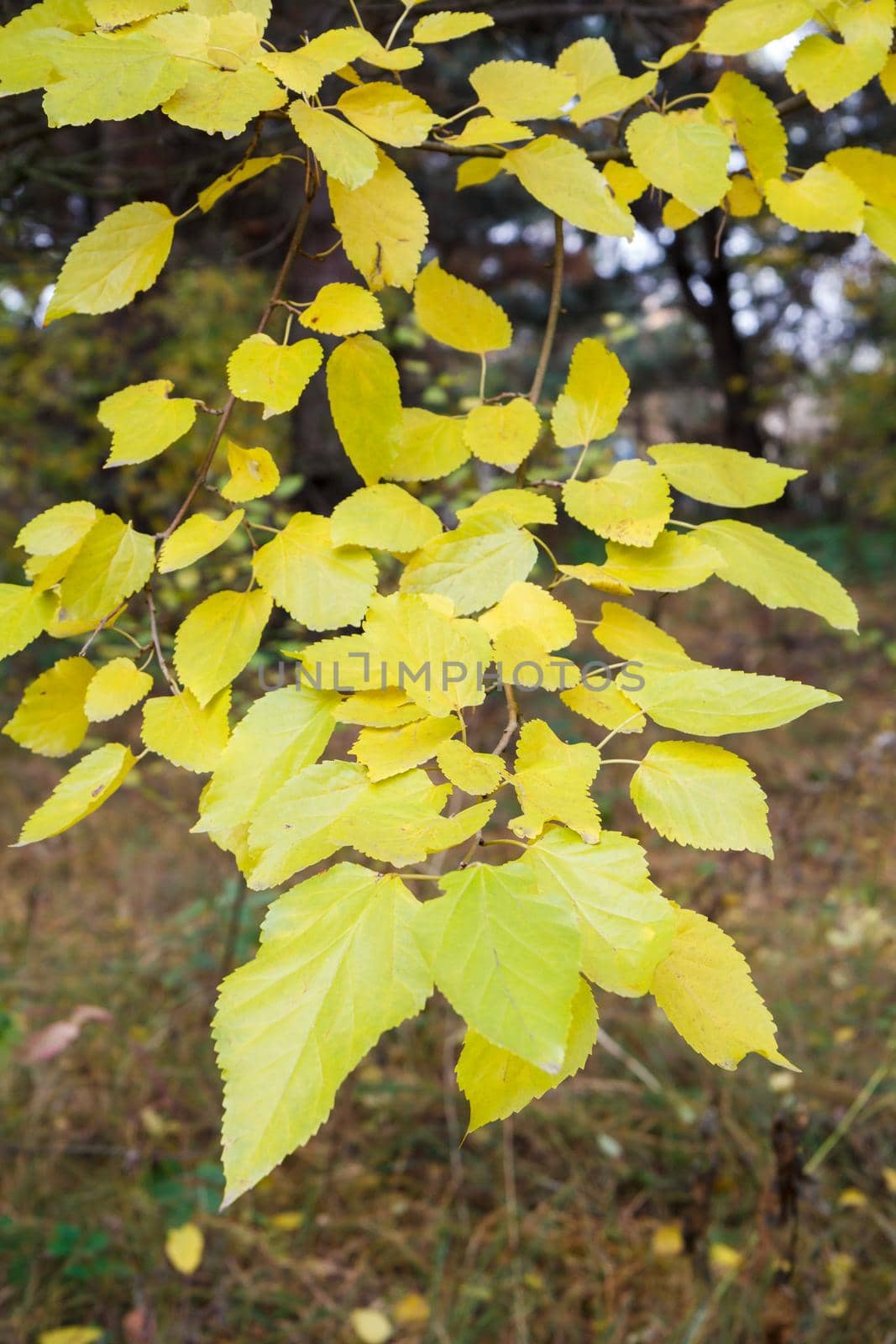 Yellow leaves in the autumn season with a forest on the background.