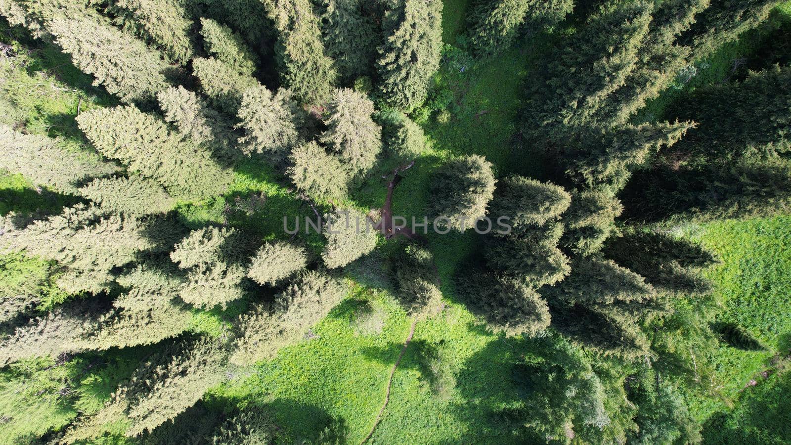 Top view of coniferous trees and fields. by Passcal