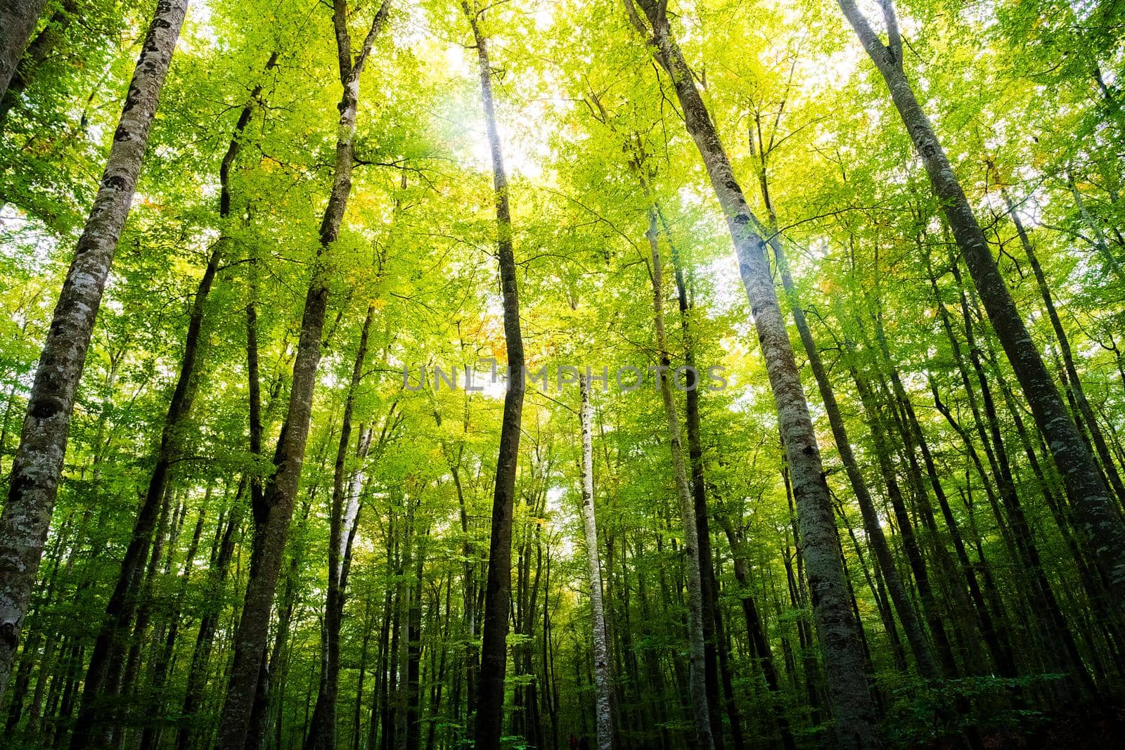 autumn forest of beech trees with the sun illuminating the green treetops, nature green wood background, ecology and nature conservation concept