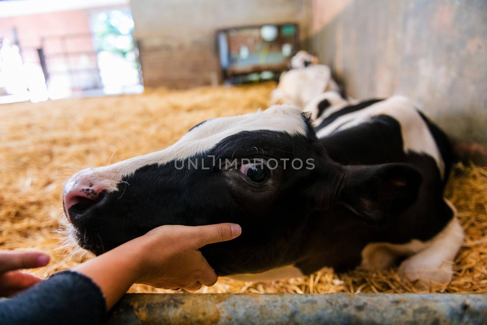 portrait of a young black and white calf at dairy farm caressing with the hand of a person, newborn baby cow, concept of rural life and farm animals