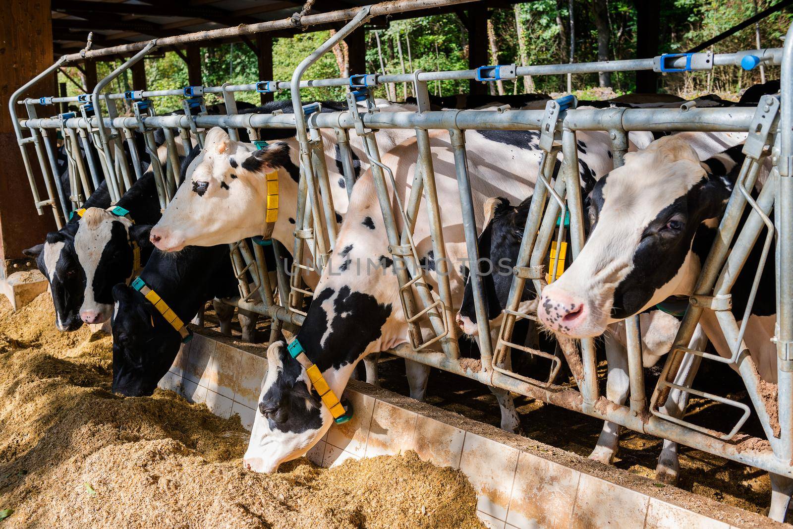 herd of cows eating hay in cowshed on dairy farm, agriculture industry, farming and animal husbandry concept