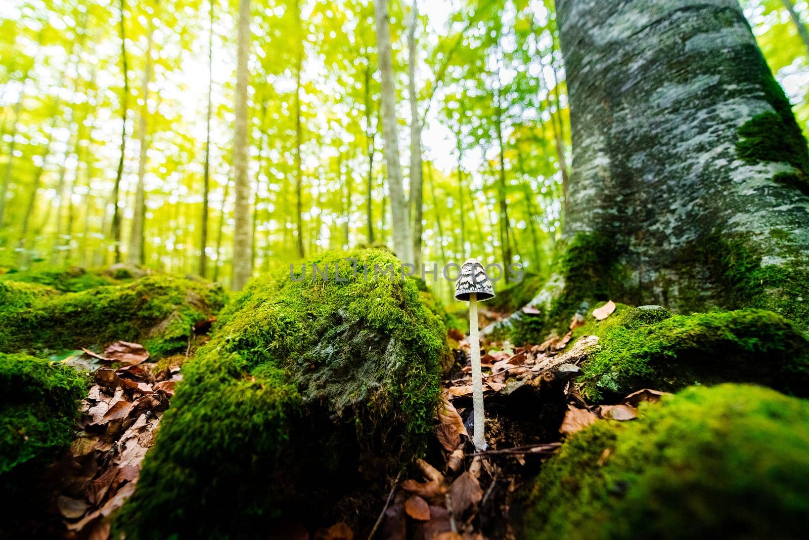 tiny mushroom growing on the forest ground between the leaves and the moss covered stones next to a tree, in the background the golden sunlight illuminates the blurred forest