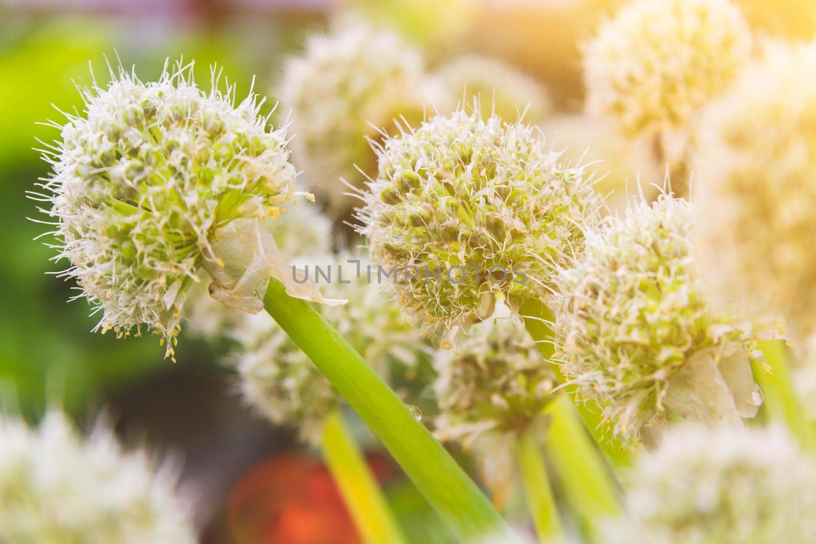 Onion seeds. Bow close-up. Green seeds. Onion seed head. Sowing natural onions.