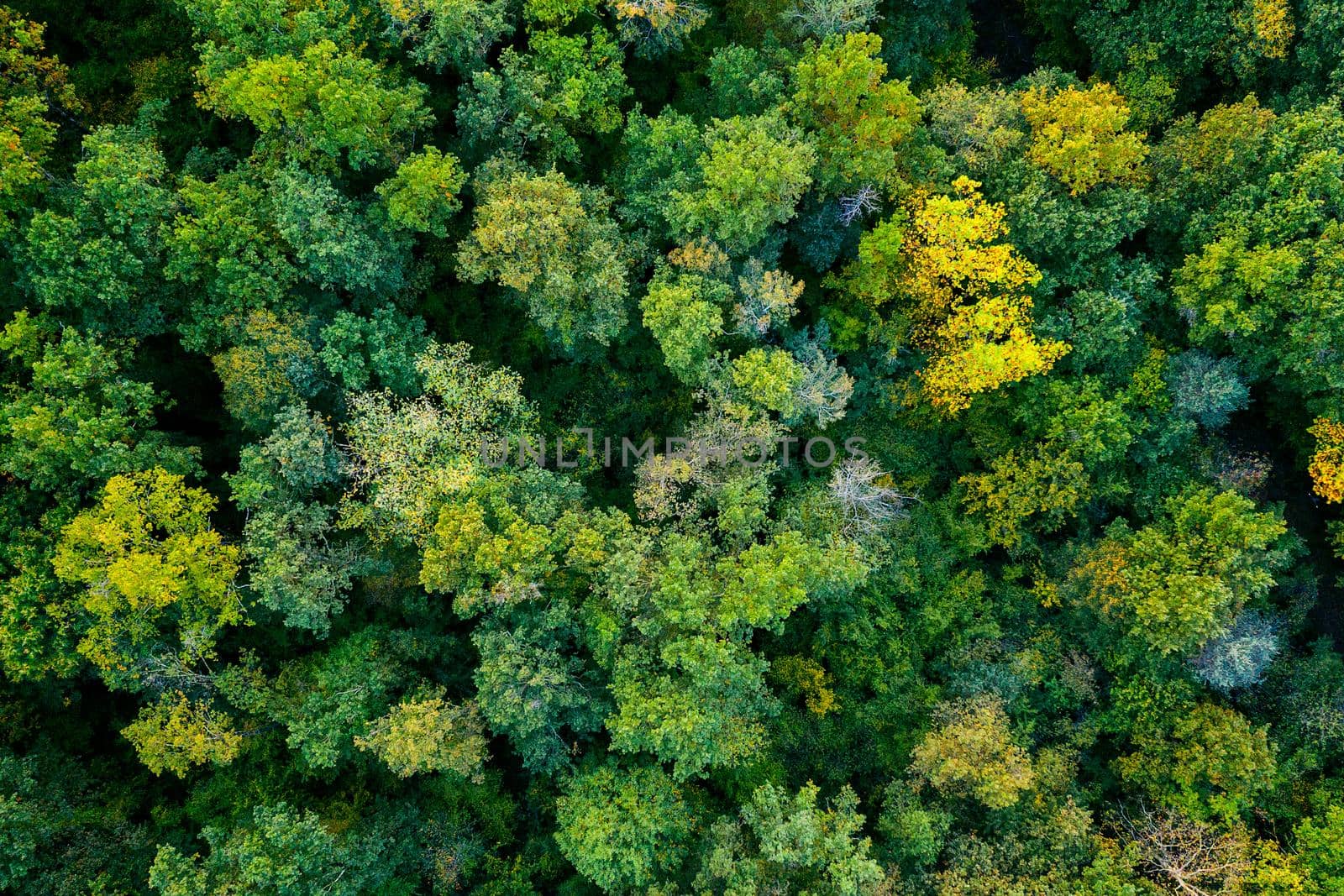 aerial top down view of a green forest, drone view, natural green background