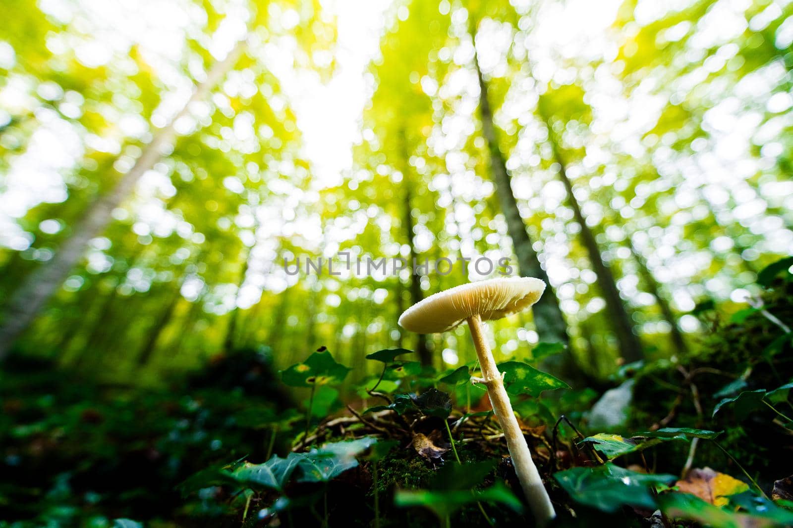 tiny mushroom growing on the forest ground between the moss and the leaves of the ground, in the blurred background the golden sunlight illuminates the forest