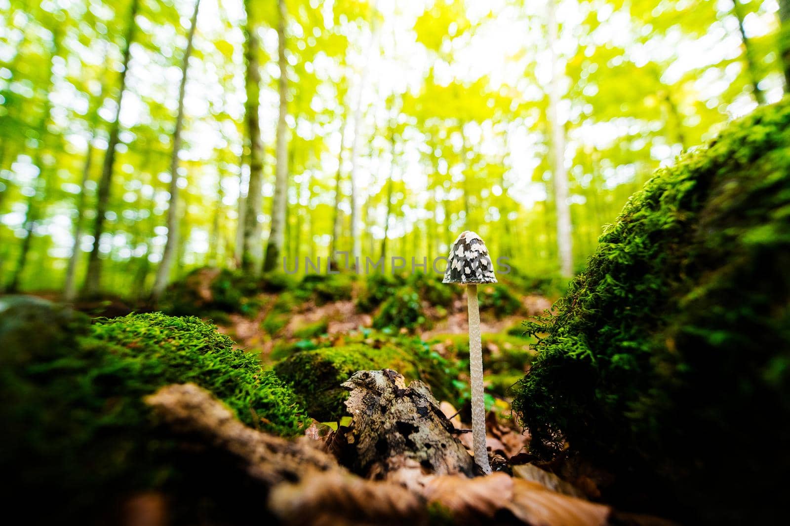 tiny mushroom growing on the forest ground between the moss covered stones, in the background the golden sunlight illuminates the blurred forest