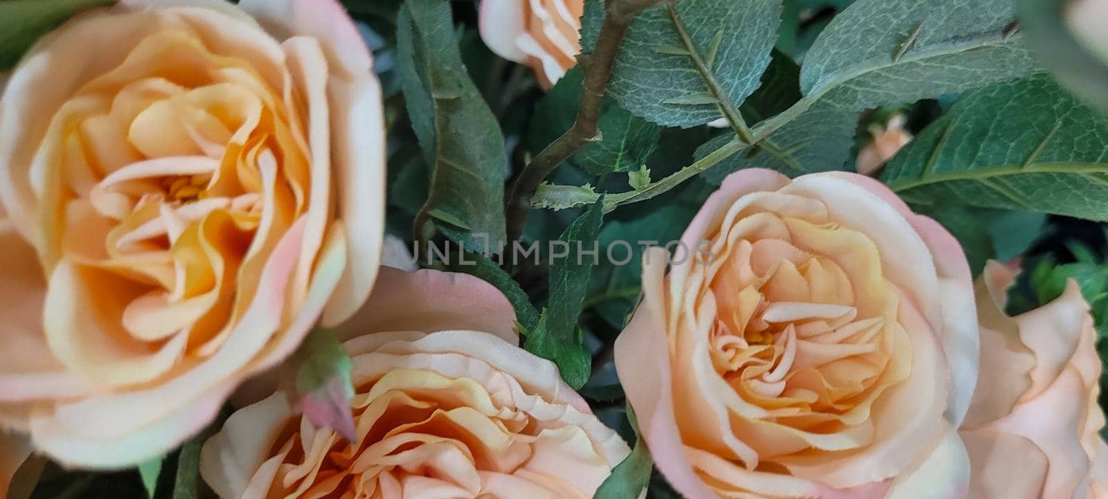 flower garden rose flowers with green leaves which can be used as background