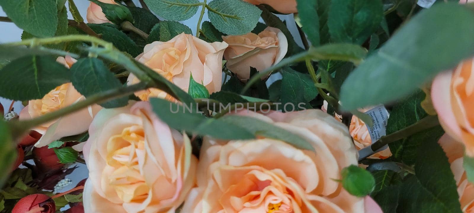 flower garden rose flowers with green leaves which can be used as background