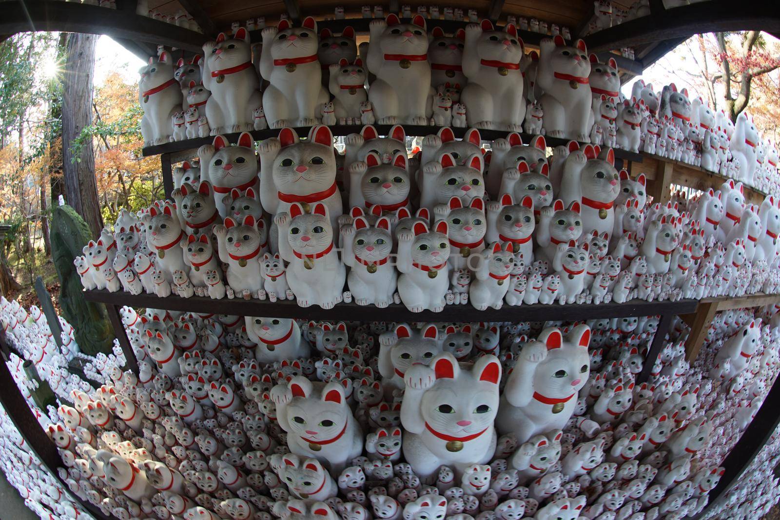 Image of invited cat (Tokyo, Gotokuji). Shooting Location: Tokyo metropolitan area